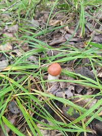 IMG_20260828_093121.jpg