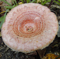 Lactarius_torminosus_(3).jpeg
