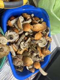IMG_4123.jpeg