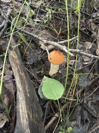 IMG_4118.jpeg