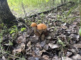 IMG_4158.jpeg