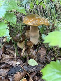 IMG_4157.jpeg