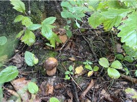 IMG_4156.jpeg