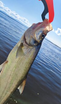 IMG_20260904_201423.jpg
