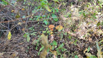 IMG_20260904_110316.jpg