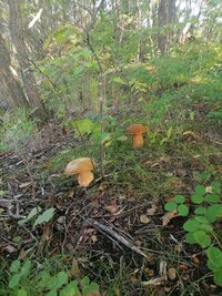 IMG_20260905_083432.jpg