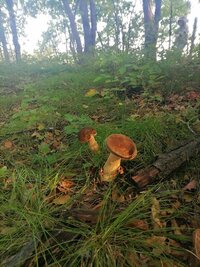 IMG_20260905_083959.jpg