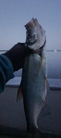 IMG_20260906_055136_805.jpg