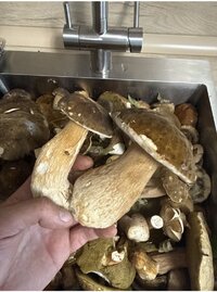 IMG_4206.jpeg