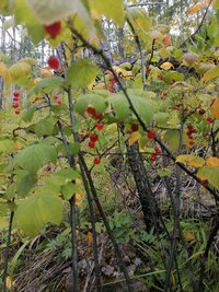 IMG_20260909_125253.jpg