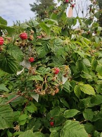 IMG_20260910_111616.jpg
