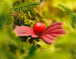 DSC07779.jpg
