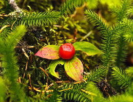 DSC07786.jpg