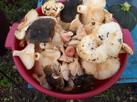 20260914_145050.jpg