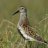 DunLin