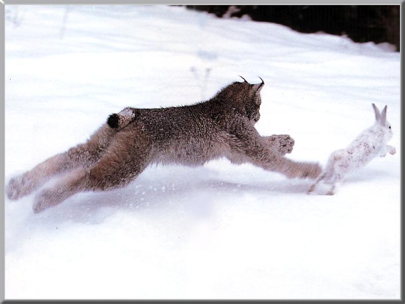 Luchs1.jpg