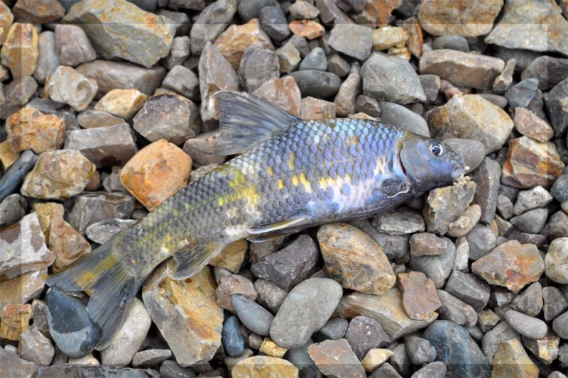 Рыбы амурской области фото и название