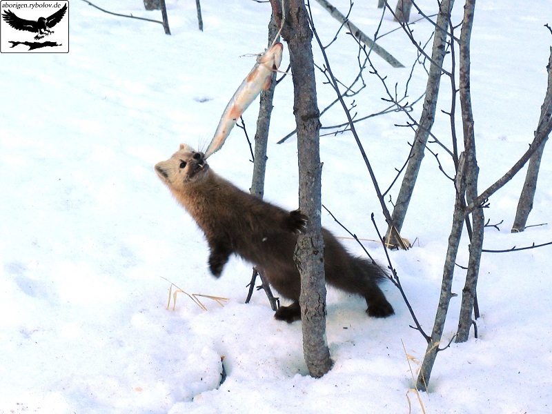 Лосем и куницей