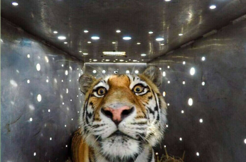 www.amur.life