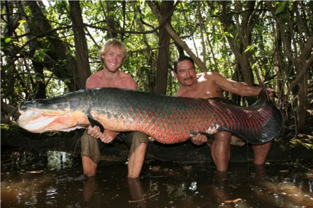 arapaima24-620x412.jpg