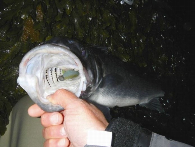 slit_shad_sakura_abc-fishing.JPG