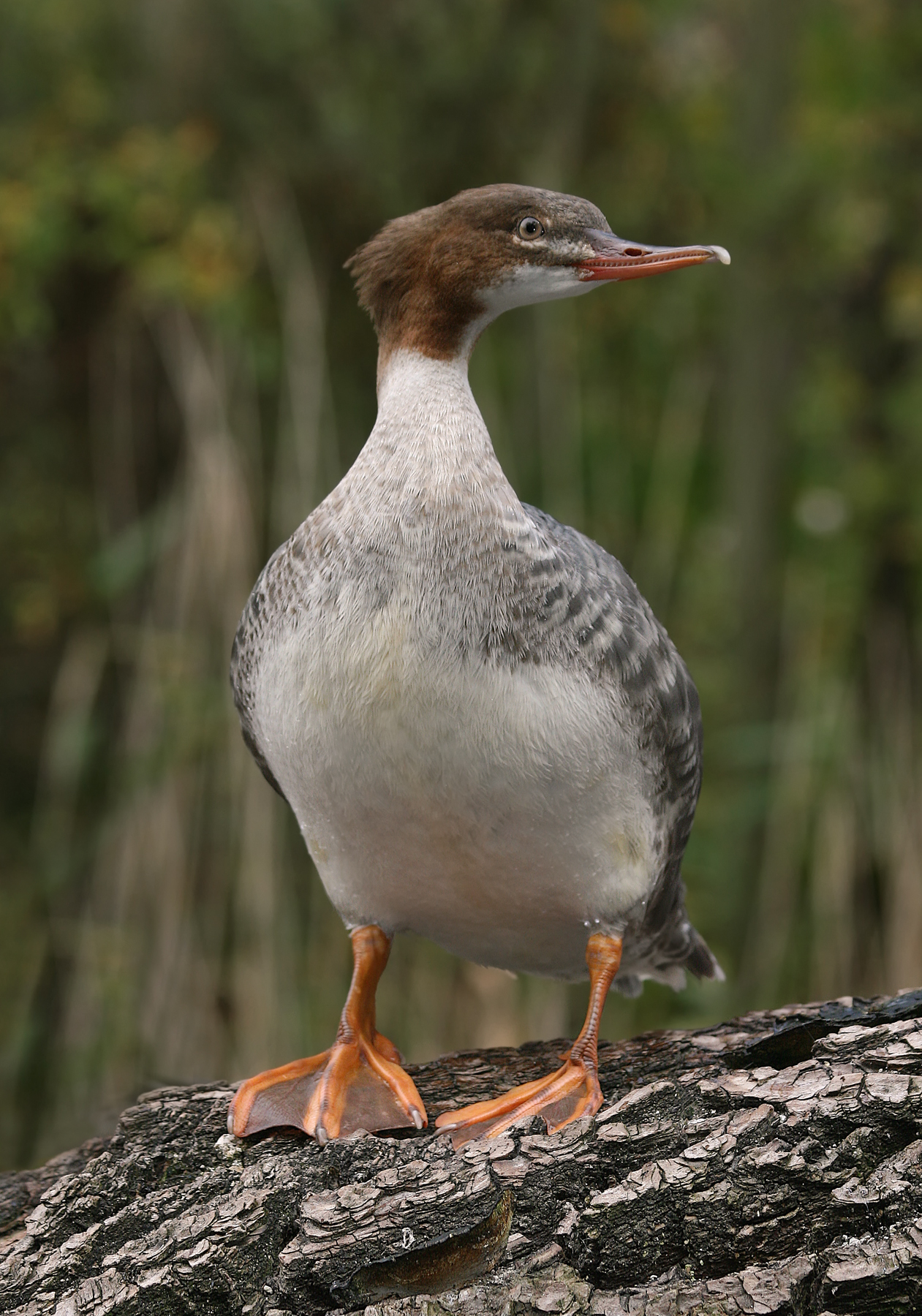 Длинноносый. Большой крохаль Mergus Merganser. Крохаль утка. Длинноносый крохаль. Красноголовый крохаль.