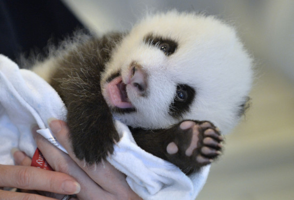 o-PANDA-CUB-facebook.jpg