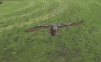 a4e896b54b09e12563bdbc3eaea4cea1.gif