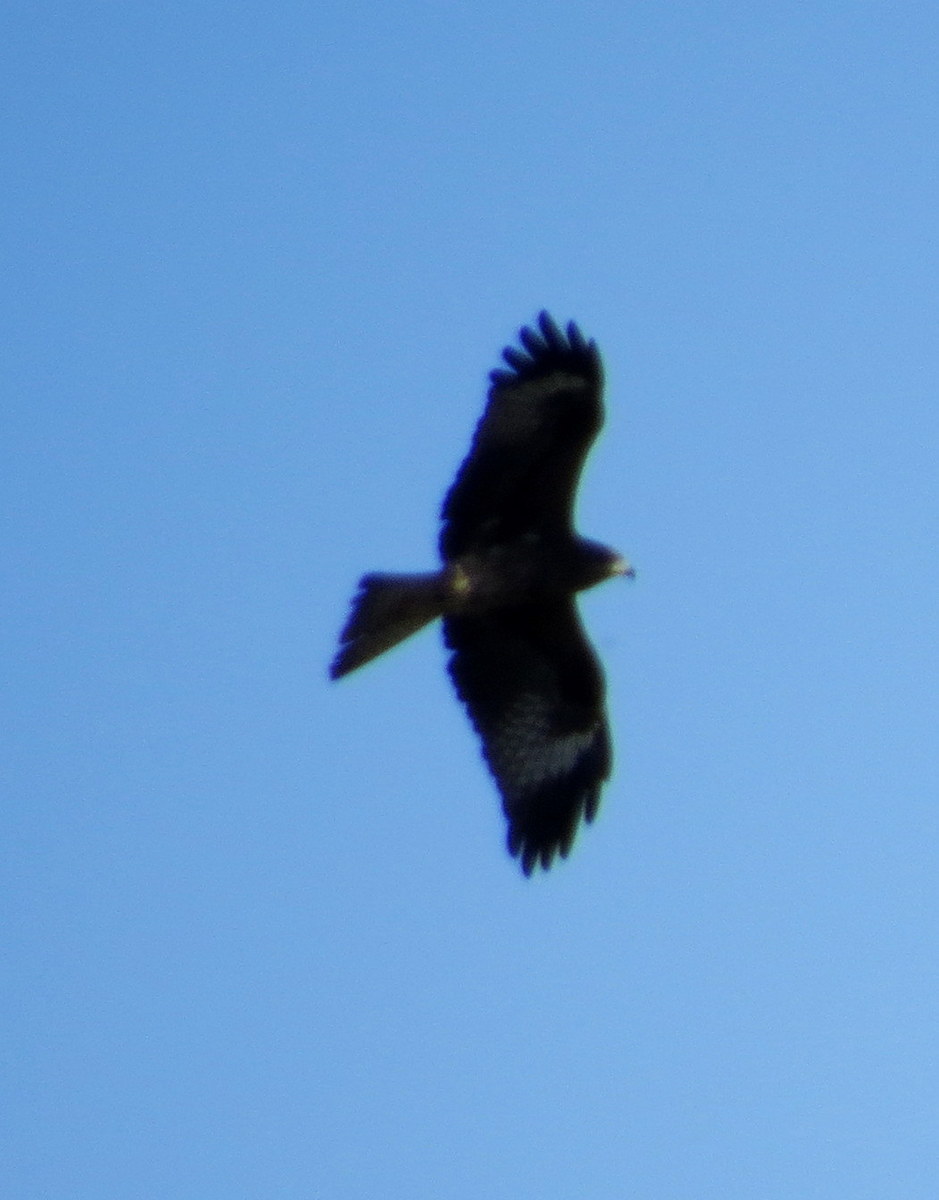 h-1052.jpg