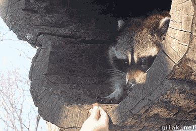 bea117c10dd44cc72ff9571b18e4d537.gif