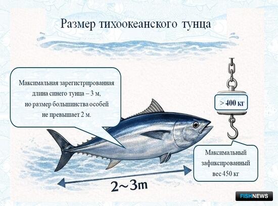 fishnews.ru