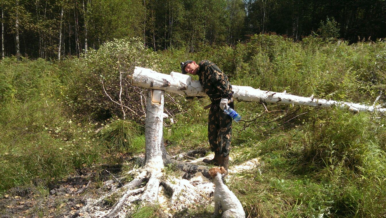 Солонец это. Солонец для лося. Лабаз на лося. Солонец для зайца.