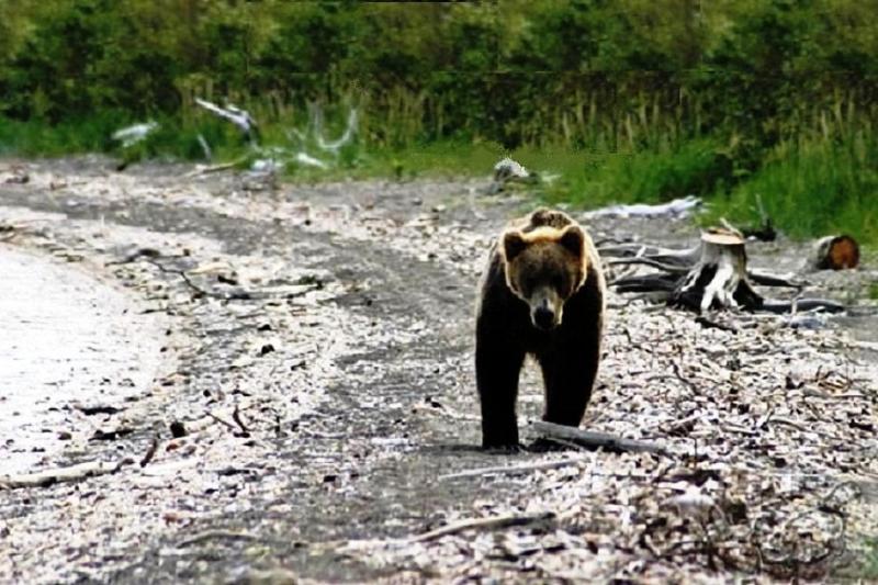 baer2.jpg