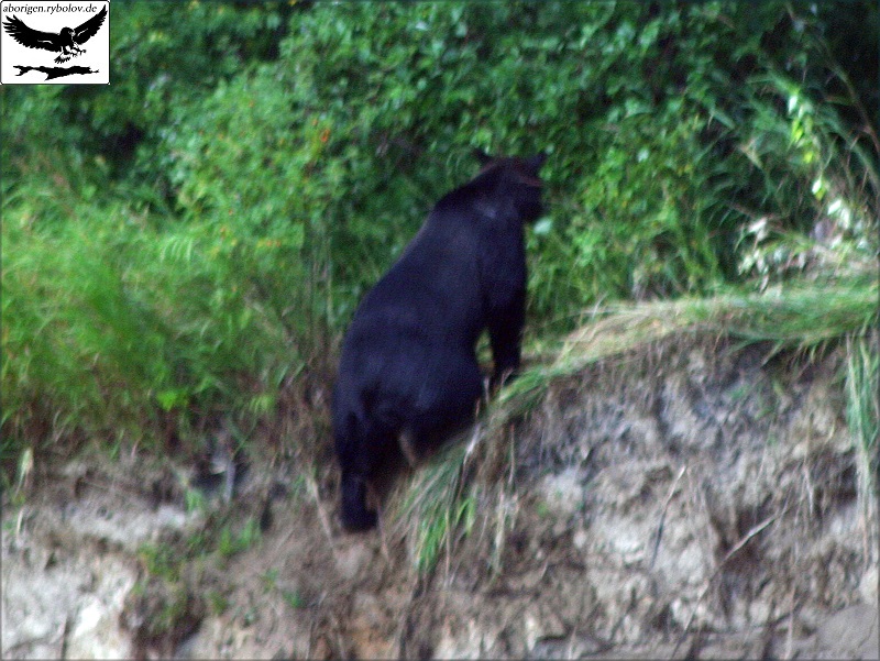 bear_tim_2009_14.jpg