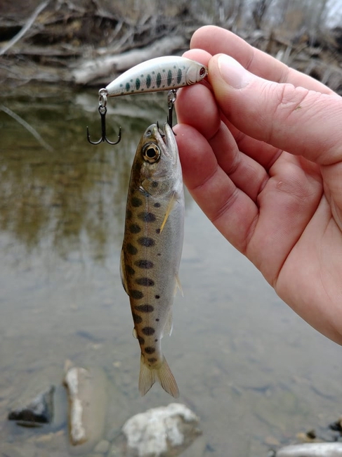 rybalka-spinning-reka-sakura-phoxy-minnow-phoxyminnow.jpg