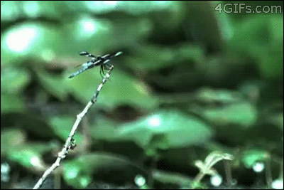%C5%BBaba_bez_refleksu.gif