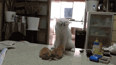 f6f5e52fa9b50cc1babbbb99db310985.gif
