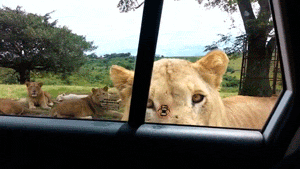 3f9a25f26b1d741668c1172a40538d28.gif