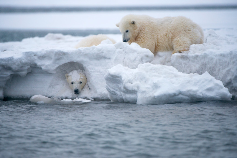 POTD-polar-bear-hi_3136632k.jpg
