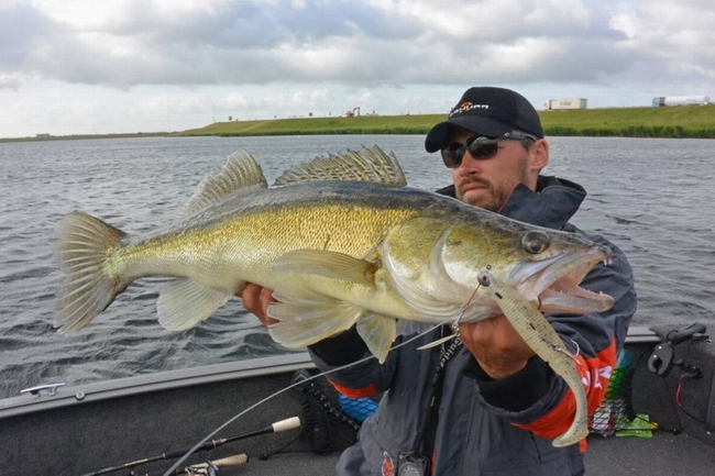 sakura_slit_shad_silikon_mjagkie_primanki_na_sudaka.jpg