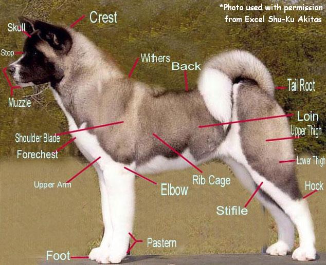 akita20chart.jpg