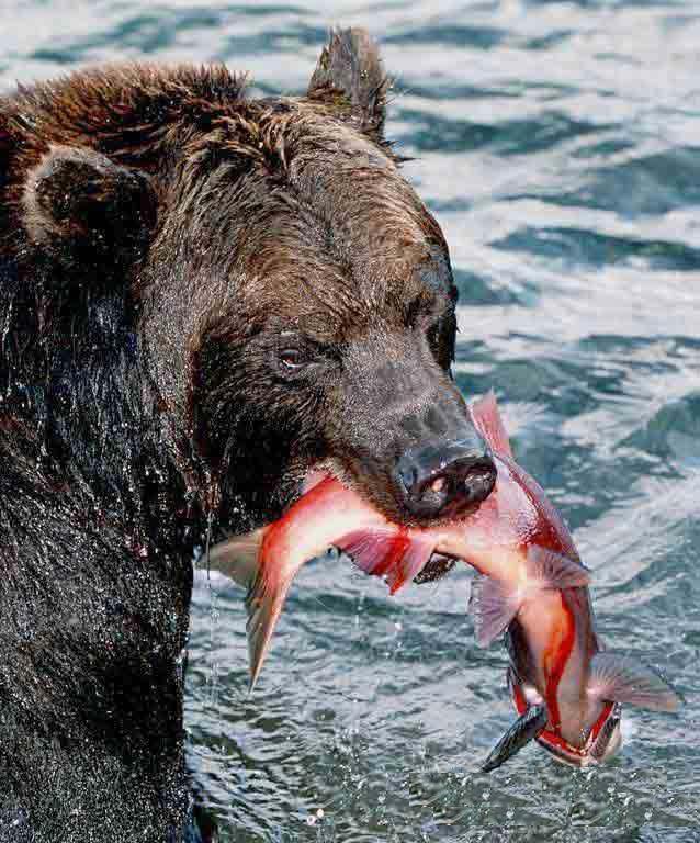 baer14.jpg