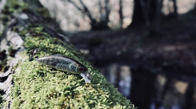 sakura-phoxy-minnow-real-life.jpg