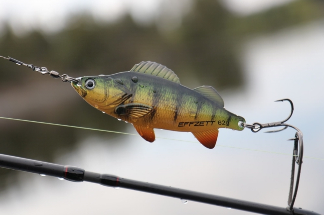 blesna_dam_perch_okun'(1).jpg