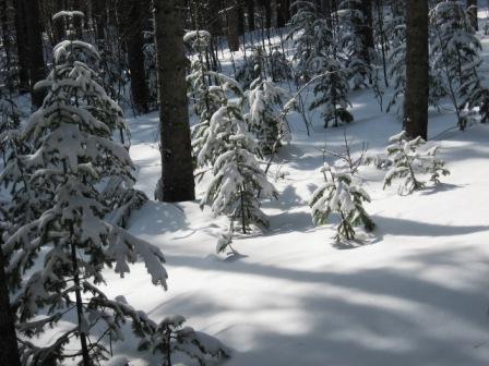 winter7_w.JPG