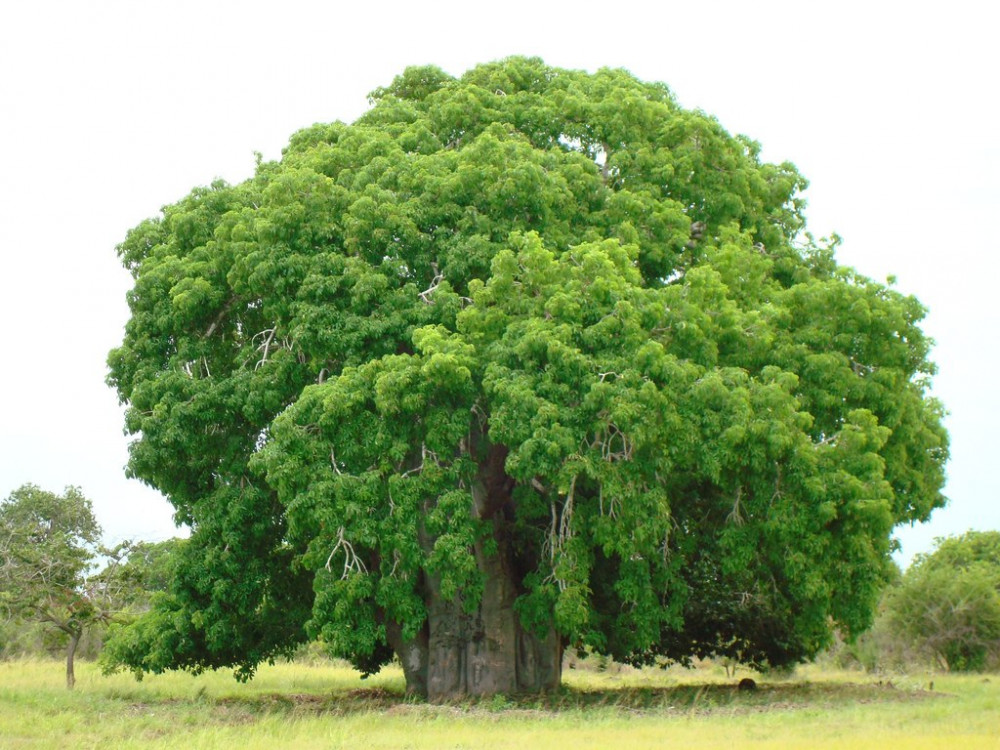 baobab-014.jpg