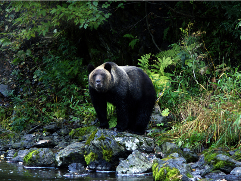 bear_P-P.jpg