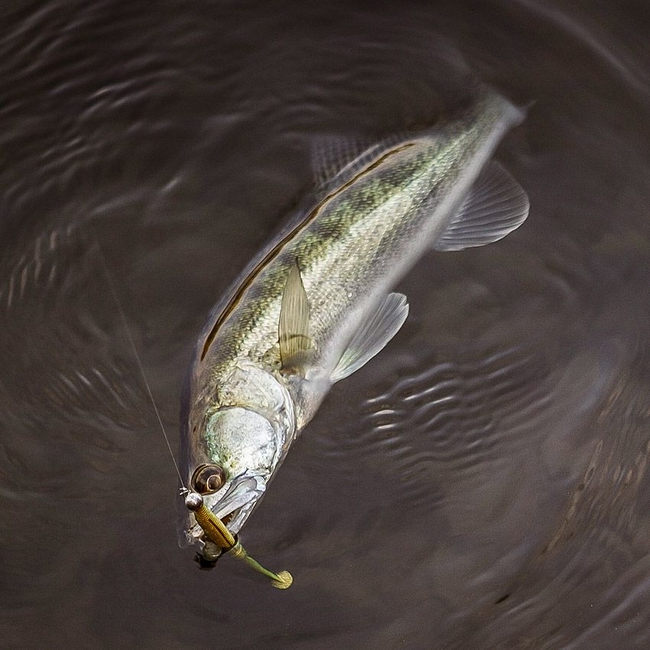 sakura-slit-shad.jpg