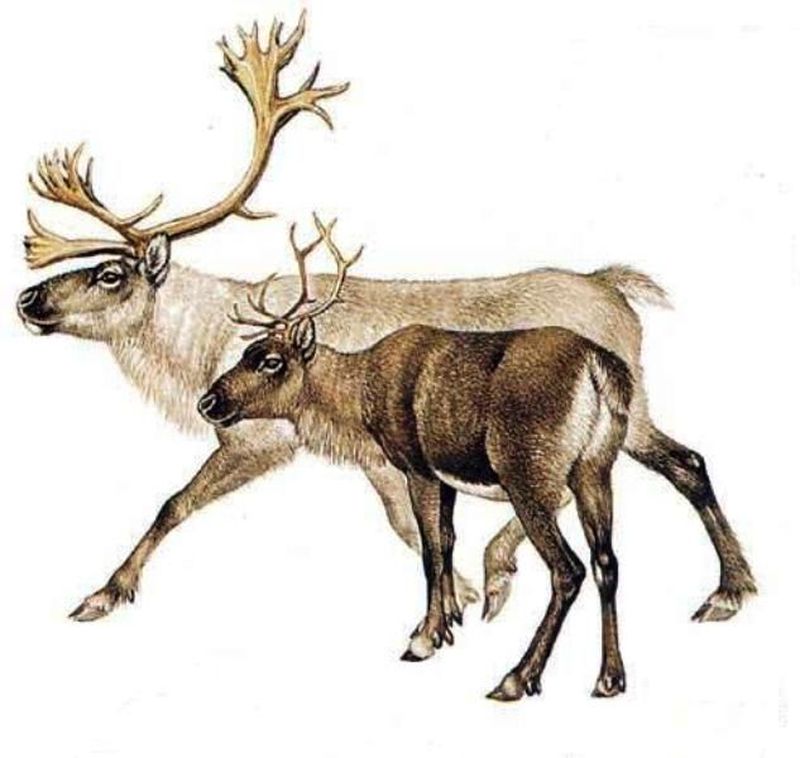 Oleni.jpg