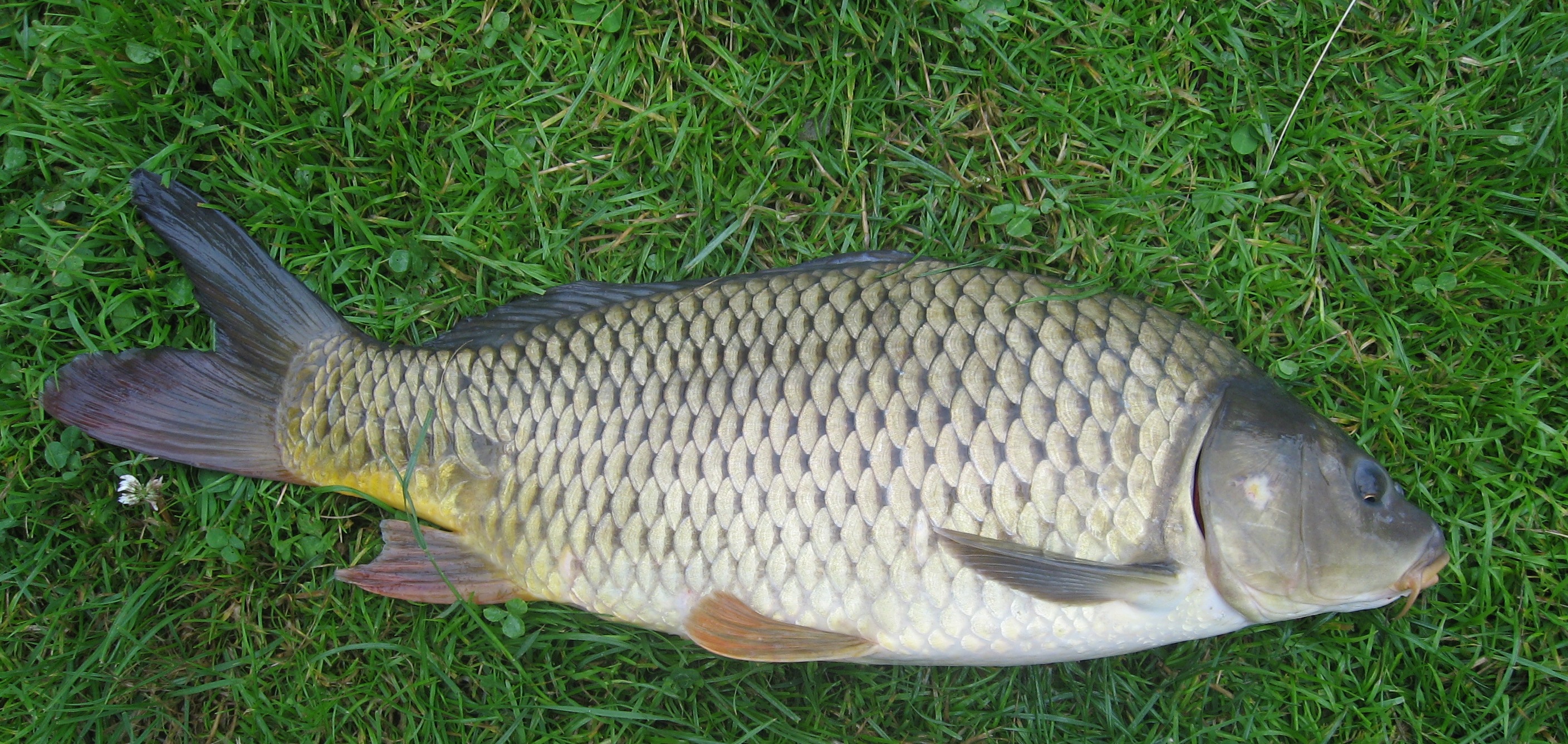Cyprinus_carpio1.jpeg